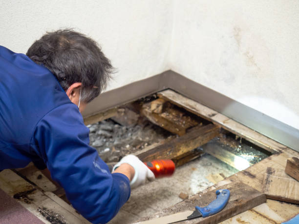 Best Mold Remediation Experts  in Blaine, WA