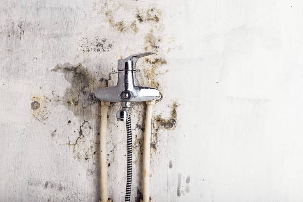 Best Same-Day Mold Removal  in Blaine, WA