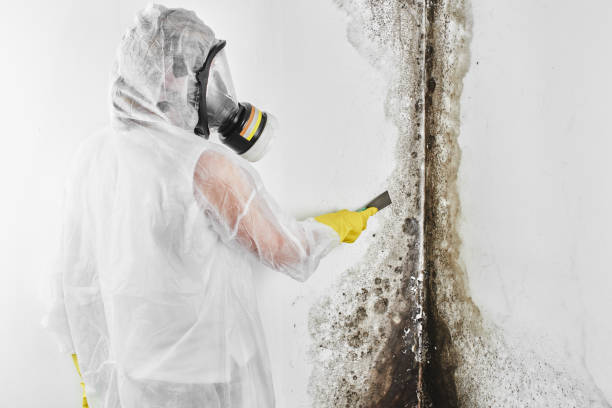 Best Local Mold Removal Service  in Blaine, WA