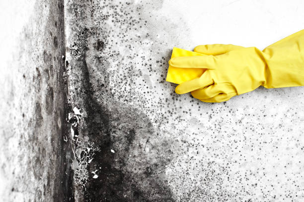 Best Mold Removal Company Near Me  in Blaine, WA