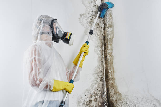 Best Residential Mold Removal  in Blaine, WA