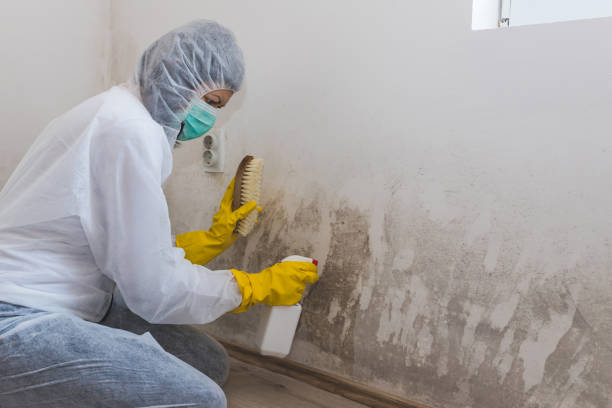 Best Mold Remediation  in Blaine, WA