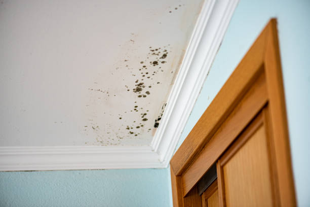 Best Water Damage Restoration  in Blaine, WA