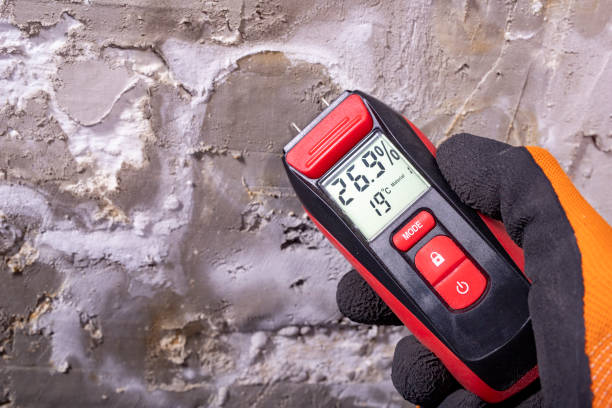 Professional Mold Removal in Blaine, WA