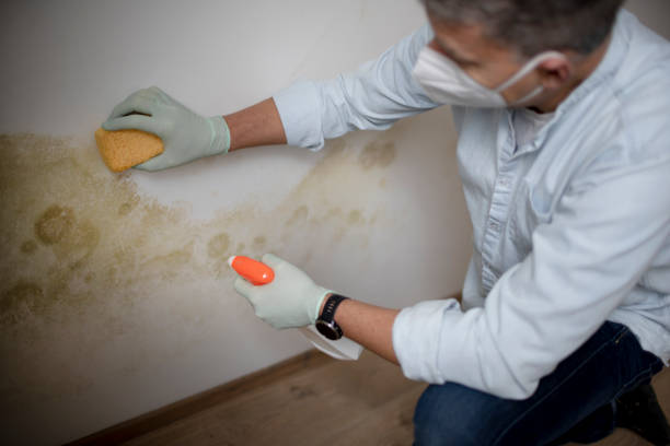 Best Best Mold Removal Companies  in Blaine, WA