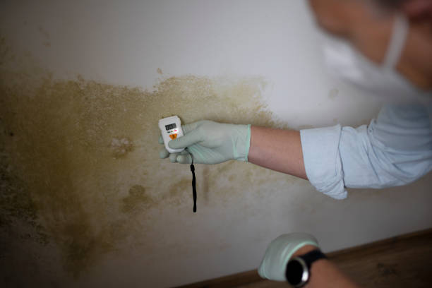 Certified Mold Removal in Blaine, WA