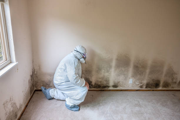 Best Certified Mold Removal  in Blaine, WA