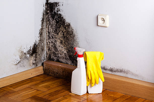Best Fast Mold Removal  in Blaine, WA