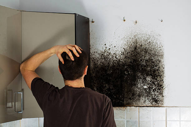 Best Best Mold Removal Companies  in Blaine, WA