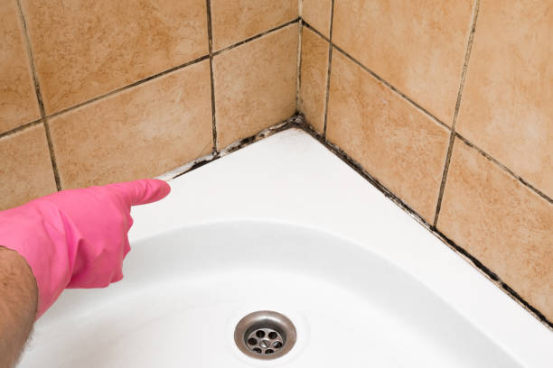 Best Mold Damage Repair  in Blaine, WA