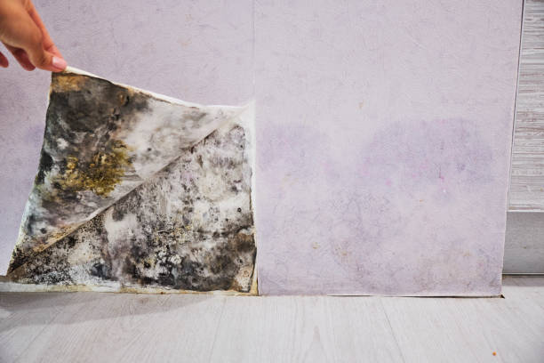 Best Office Mold Removal Services  in Blaine, WA